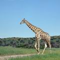Giraffa_camelopardalis_bb2374
