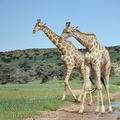 Giraffa_camelopardalis_bb2388