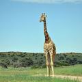 Giraffa_camelopardalis_bb2392