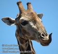 Giraffa_camelopardalis_db4205