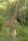 Giraffa_camelopardalis_db9790