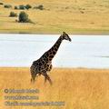 Giraffa_camelopardalis_fb0198
