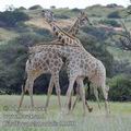 Giraffa_camelopardalis_fb1501