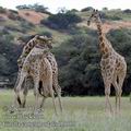 Giraffa_camelopardalis_fb1505
