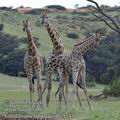 Giraffa_camelopardalis_fb1514