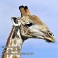Giraffa_camelopardalis_fb1537