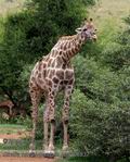 Giraffa_camelopardalis_pa2106837