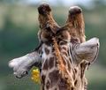 Giraffa_camelopardalis_pa2107102