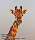 Giraffa_camelopardalis_pa2137817