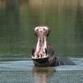 Hippopotamus_amphibius_ba9883