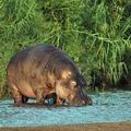 Hippopotamus_amphibius_bb6507