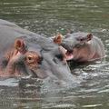 Hippopotamus_amphibius_bb8007