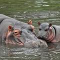 Hippopotamus_amphibius_bb8024