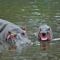 Hippopotamus_amphibius_bb8049