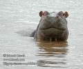 Hippopotamus_amphibius_db7085