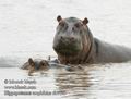 Hippopotamus_amphibius_db7123