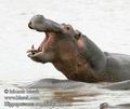 Hippopotamus_amphibius_db7128