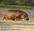 Hippopotamus_amphibius_db8472