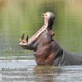 Hippopotamus_amphibius_ed8052