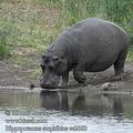 Hippopotamus_amphibius_ee2660