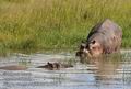 Hippopotamus_amphibius_fb0078