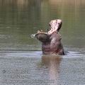Hippopotamus_amphibius_fb0466