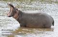 Hippopotamus_amphibius_fb2888