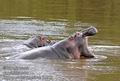 Hippopotamus_amphibius_fb2906