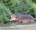 Hippopotamus_amphibius_fb3806