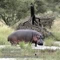 Hippopotamus_amphibius_fb4527