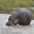 Hippopotamus_amphibius_fb4535