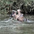 Hippopotamus_amphibius_fb4734