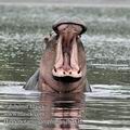 Hippopotamus_amphibius_fb4812