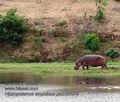 Hippopotamus_amphibius_pa2181019
