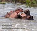 Hippopotamus_amphibius_pa2190225