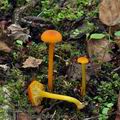 Hygrocybe_cantharellus_bo7189