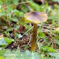 Hygrocybe_conica_am0670