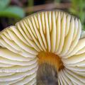 Hygrocybe_conica_am0686