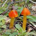 Hygrocybe_conica_am1485