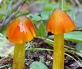 Hygrocybe_conica_am1497