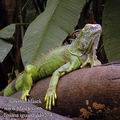 Iguana_iguana_dd4274