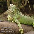 Iguana_iguana_dd4311