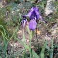 Iris_aphylla_9087