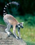 Lemur_catta