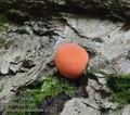 Lycogala_epidendrum_a7373