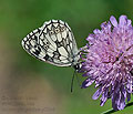 Melanargia_galathea_pi7644