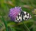 Melanargia_galathea_pi8114