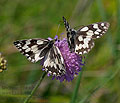 Melanargia_galathea_pi8120