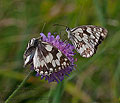 Melanargia_galathea_pi8159