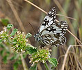 Melanargia_occitanica_pi2939